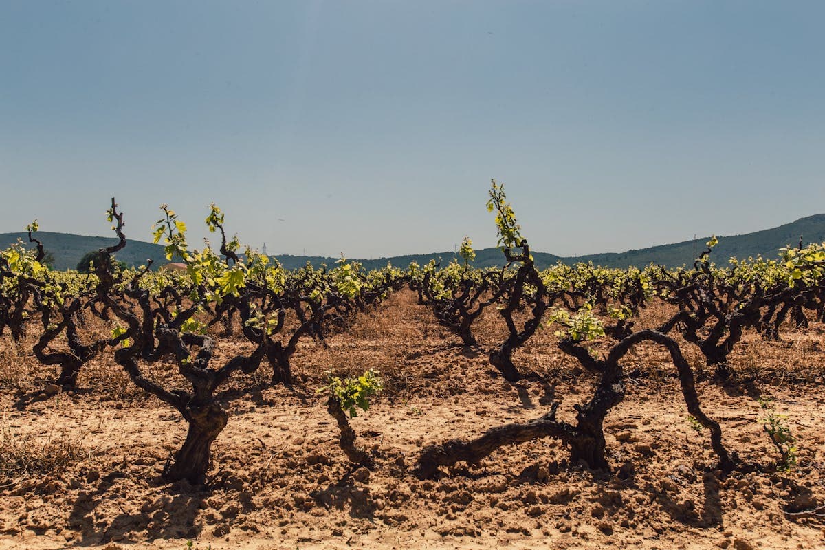 Padel & Wine: The Ultimate Weekend in Valle de Guadalupe